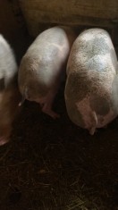 Vand sau schimb cu alte animale!