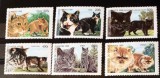 CONGO 1999 pisici de rasa, animale ,feline , serie 6v Nestampilat