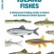 Prince Edward Island Fishes: A Waterproof Folding Guide to Native and Introduced Species