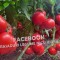 Rasaduri Legume | Rasad de Rosii / Tomate 2025