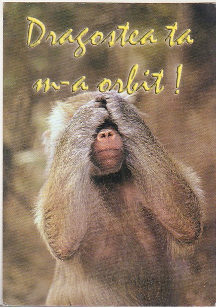 bnk cp Felicitare - Dragostea ta m-a orbit ! - maimuta