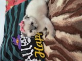 Pisicuțe scottish fold