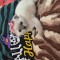 Pisicuțe scottish fold