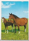 bnk cp Cai - carte postala circulata