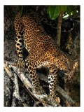 Tablou Canvas, "Leopard &icirc;nfrunt&acirc;nd umbra copacului străvechi", Nu știu cine este &icirc;n imagine, dar pot spune că ilustrația arată un leopard pe un copac,
