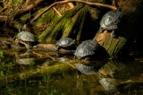 Tablou Canvas, "Broaște țestoase pe malul apei", Tortue, Apă, Lemn, Reflecție, Natură, Verde, Coloană, Soare, Habitat, Sălbăticie, 39 x 26 cm, CMCLASS