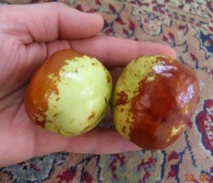 Curmal Chinezesc ( Jujube ) Dong Zao foto