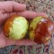 Curmal Chinezesc ( Jujube ) Dong Zao