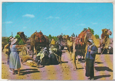 bnk cp Israel - Beduini la targul de camile - uzata foto