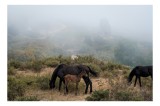 Tablou Canvas, "M&acirc;ng&acirc;ierea dimineții &icirc;n ceață densă", Cai, Pășuni, Ceață, Natură, M&acirc;nz, Peisaj, Plante, Dealuri, Sălbăticie, Cer, Verdeață., 39 x 26 c