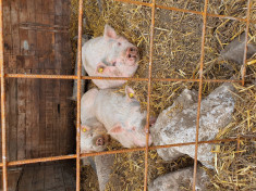 Porci vietnamezi foto