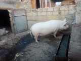 Porci de vanzare