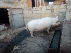 Porci de vanzare foto