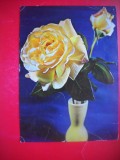 HOPCT 25100 TRANDAFIR FLORI -FELICITARE ANIVERSARA -CP VECHE -IP--INTREG POSTAL - ROMANIA - CIRCULATA