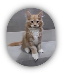 Vand Maine Coon pedigree rasa pura .Crescator felisa autorizata NIGHTEYES Buc. foto