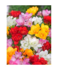 Bulbi Freesia Double Mixed, Frezia dubla mix, 5/6 N