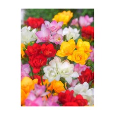 Bulbi Freesia Double Mixed, Frezia dubla mix, 5/6 N