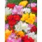 Bulbi Freesia Double Mixed, Frezia dubla mix, 5/6 N