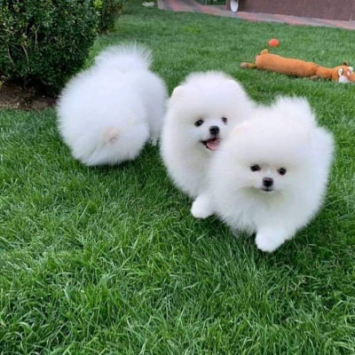 Pomeranian mini foto