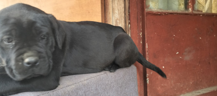 Cățeluși Cane Corso