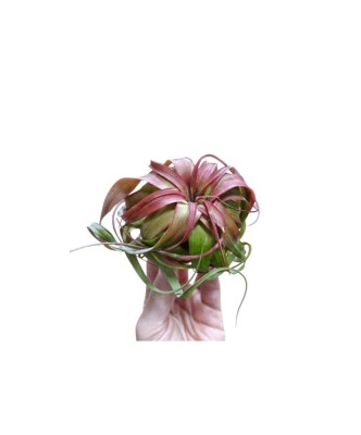 Planta aeriană Tillandsia eric knobloch foto