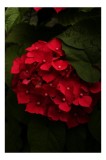 Tablou Canvas, "Buchet de hortensii roșii ascunse", Florale, Vibrație, Roșu, Frunziș, Umbre, Contrast, Textură, Delicat, Natură, Grădină, &Icirc;ntunecat, M