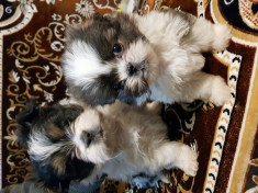 Vand pui shih tzu foto