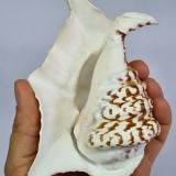 Scoica ornamentala - decor