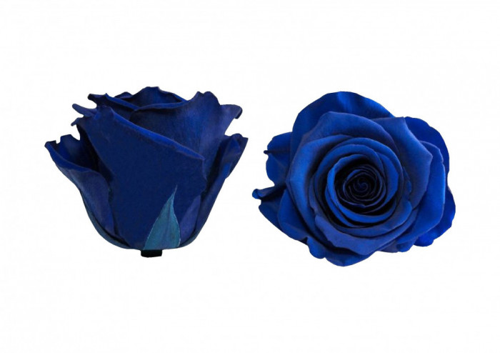 Trandafiri Criogenati Roseamour, Marime XL, Albastru