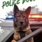 Police Dogs