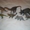 Schleich - 7 figurine dinozauri - lot 1