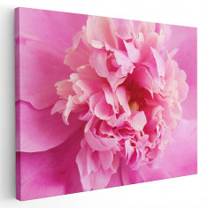 Tablou floare bujor roz detaliu Tablou canvas pe panza CU RAMA 70x100 cm