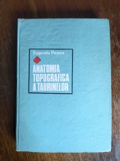 Anatomia topografica a taurinelor - Eugeniu Pastea / R2P2S