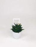 Cumpara ieftin Cactus Suculenta Haworthia in vas ceramica | Plante Cadou