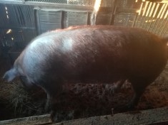 Scroafa duroc de vanzare foto