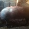 Scroafa duroc de vanzare