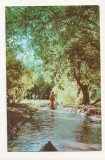 RF54 -Carte Postala- Vedere din Delta Dunarii, circulata 1965