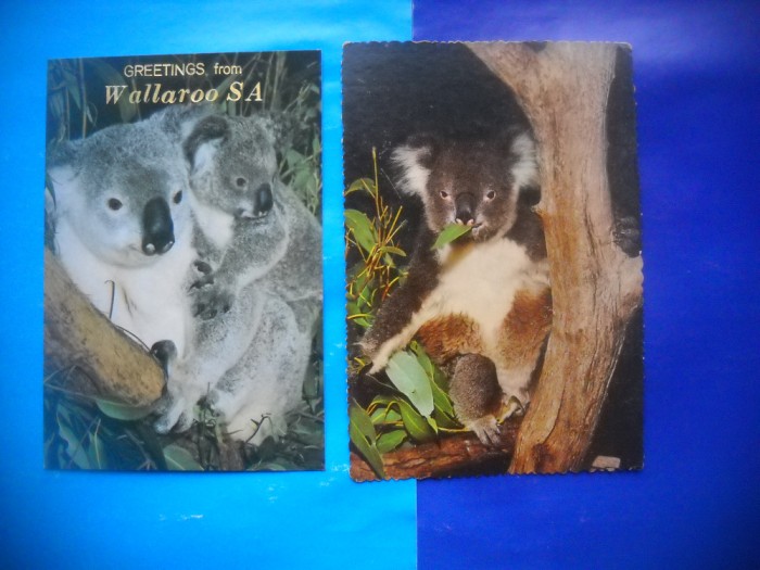 HOPCT LOT NR 1024 KOALA-URS/URSI -FAUNA -2 CARTI POSTALE-NECIRCULATE