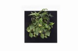 Tablou plante vii LivePicture GO negru