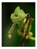 Tablou Canvas, "Cameleon odihnindu-se pe o ramură", Cameleon, Verde, Ramură, Natural, Privire, Textura, Echilibru, Detaliu, 26 x 39 cm, CMCLASS