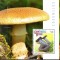Guineea Bissau 2014, Ciuperci, MNH