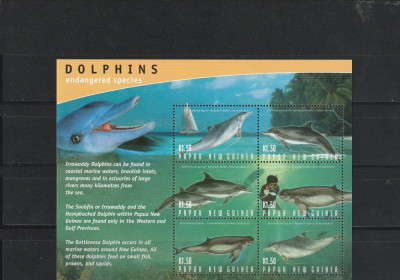 Fauna marina,delfini ,Papua foto
