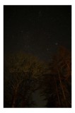 Tablou Canvas, "Stelele strălucesc peste pădurea &icirc;ntunecată", Stele, Cer, Noapte, Copaci, Natură, Lumină, Galaxie, Linie, &Icirc;ntuneric, Taină., 26 x 39 c