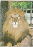 Bnk cp Gradina zoologica Bucuresti - Leu - necirculata