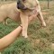 Cățeluse buldog francez