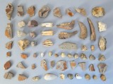 Lot de 60 de fosile din Triasic, Jurascic, Cretacic, Oligocen, Miocen, Pliocen, Holocen