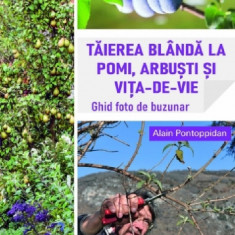 Taierea blanda la pomi, arbusti si vita-de-vie