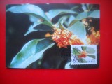 HOPCT MAXIMA NR 1430 FLORA / O FRAGRANS CV. AURANTIACUS -CHINA 1995