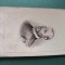 fotografie galerie historique ,dimensiuni 11 cm x 6 cm, anii 1900, ,personalitati, VERSO STAMPILA LAZARUS SI FIUL -OPTICIAN