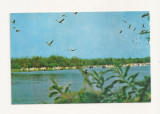RF7 -Carte Postala- Colonie de pelicani in Delta Dunarii, circulata 1972